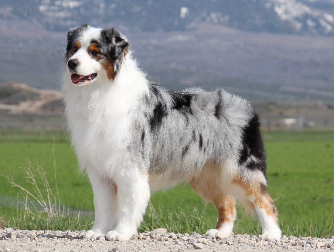 Cahaba australian sales shepherds